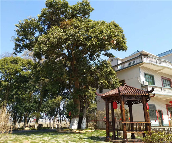 新農(nóng)村